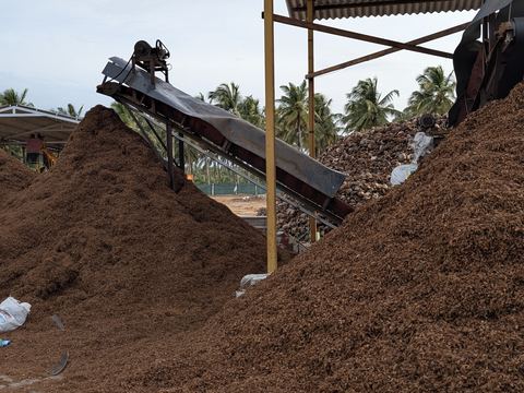 Husk moving through the decorticating conveyor line